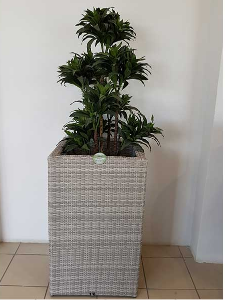 Pot d'intérieur 52x52-h55-cm