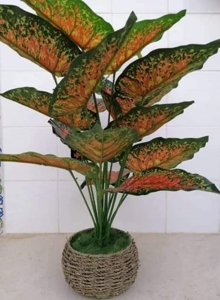 Plante-artificielle-PL2-tunisie