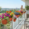 Aménagement balcon moderne en Tunisie avec plusieurs bacs à fleurs suspendus et fleurs colorées
